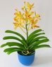 Orchidée Mokara Madame Panni [ref. 82]