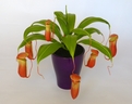 Nepenthes [ref. 210]