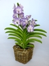 Vanda Orchid [ref. 207]