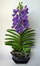 Orchidée Vanda Princess Blue [ref. 74]