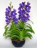 Vanda Princess Blue Orchid [ref. 107]