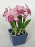 Orchidée Cattleya [ref. 196]