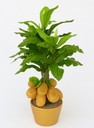 Golden Jackfruit Tree "Prosperity" [ref. 229]