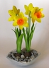Daffodils [ref. 129]