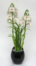 Cymbidium Orchid [ref. 141]