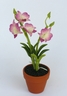 Dendrobium Orchid [ref. 164]