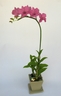 Dendrobium Orchid [ref. 159]