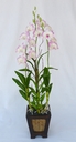 Orchidée Dendrobium [ref. 231]