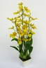 Orchidée Oncidium "Dancing Lady" [ref. 177]