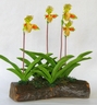 Paphiopedilum Exul Orchids [ref. 79]