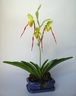 Paphiopedilum Parishii Orchid [ref. 76]