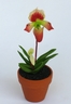 Paphiopedilum Orchid [ref. 165]