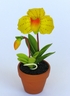 Paphiopedilum Orchid [ref. 169]