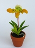 Paphiopedilum Orchid [ref. 167]