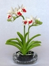 Dendrobium Orchid [ref. 146]