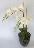 Orchidées Phalænopsis blanches [ref. 89]