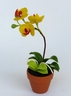 Phalænopsis Orchid [ref. 170]