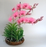 Dendrobium Biggibum Orchid [ref. 42]