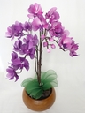 Orchidée Phalænopsis [ref. 216]