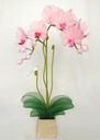 Orchidée Phalænopsis [ref. 215]