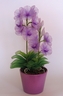Vanda Orchid [ref. 102]