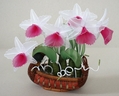 Orchidées Cattleya [ref. 37]