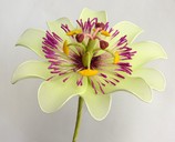 Passion Flower / Passiflora [ref. 249]