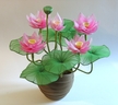 5 pink Lotus [ref. 30]