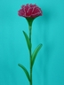 Carnation [ref. 47]