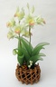 Orchidée Cymbidium verte [ref. 191]