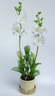Orchidée Dendrobium Phalænopsis [ref. 152]