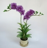 Dendrobium Phalænopsis Orchid [ref. 156]