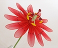 Passion Flower / Passiflora [ref. 55]