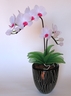 Orchidée Phalænopsis [ref. 106]