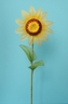 Sunflower L size [ref. 53]