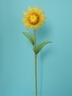 Sunflower S size [ref. 54]