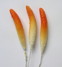 Anthurium, orange
