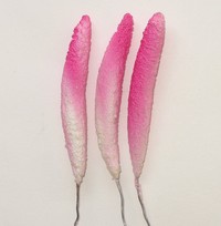 Anthurium, pink