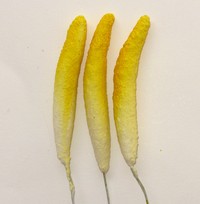 Anthurium, jaune