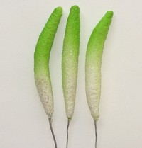 Anthurium, green