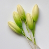 Lily Bud S, White