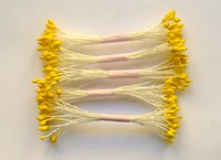 Yellow Stamen, conic