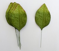 Rose's Leaf 6x10 cm (paper)